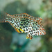 Leopard Wrasse - Photo (c) Ian Shaw, all rights reserved, uploaded by Ian Shaw