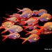 Berycidae - Photo (c) Phil Bendle, כל הזכויות שמורות, הועלה על ידי Phil Bendle