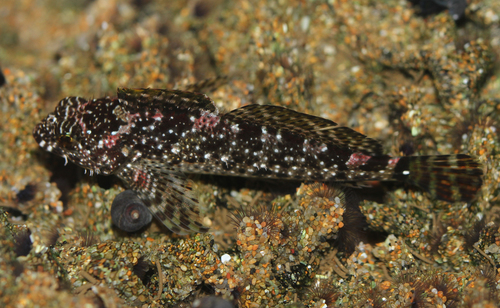 Woolly Sculpin
