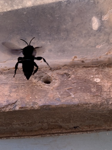 Hopliphora velutina
