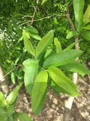 Psidium guajava image