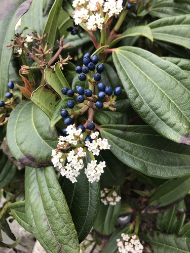 David Viburnum