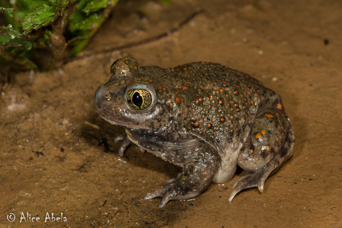 Western Spadefoot