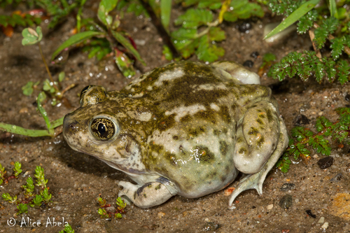 Western Spadefoot