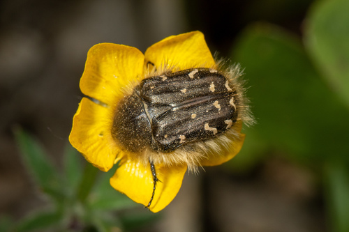 Apple Blossom Beetle