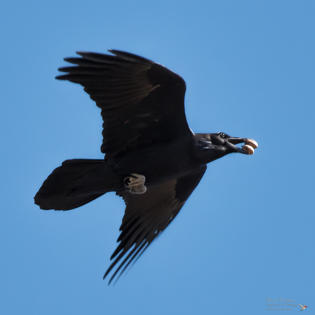 Common Raven from San Miguel de Horcasitas, Sonora, México on November ...