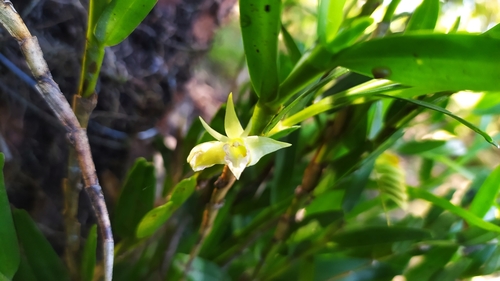 Dendrobium planum