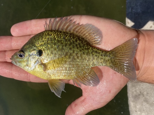 Pumpkinseed × Bluegill