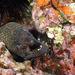 Speckled Moray - Photo (c) Phil Bendle, all rights reserved, uploaded by Phil Bendle