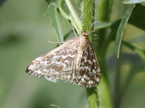 Evergestis frumentalis