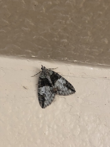 iNaturalist observation photo of Hydriomena