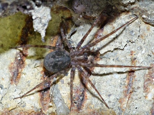 Rural Funnel-web Spider