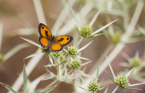 Southern Gatekeeper