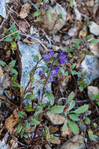 Phacelia marcescens Eastw. ex J.F.Macbr.