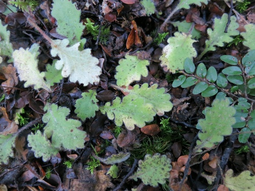 Lagenophora pinnatifida Hook.fil.