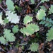 Lagenophora pinnatifida - Photo (c) chrismorse, todos los derechos reservados