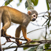 Ecuadorian Squirrel Monkey - Photo (c) Joe Tomoleoni, all rights reserved, uploaded by Joe Tomoleoni