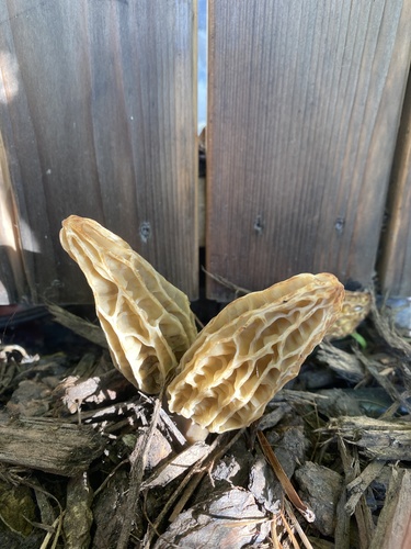Woodchip Morel