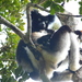 Indri indri - Photo (c) James Lee, כל הזכויות שמורות, uploaded by James Lee