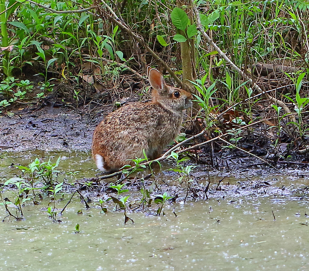 Photos of Marsh Rabbit (Sylvilagus palustris) · iNaturalist