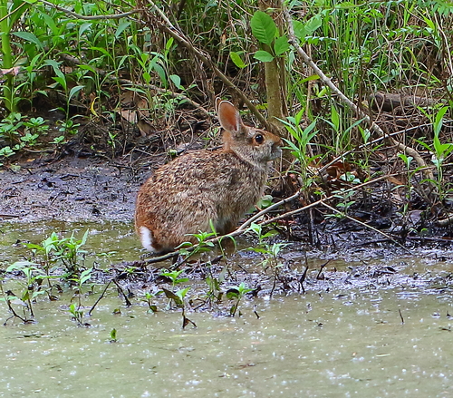 Swamp Rabbit