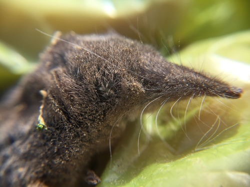 Vagrant Shrew