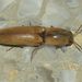 Simodactylus - Photo (c) Roger C. Kendrick, todos los derechos reservados, subido por Roger C. Kendrick