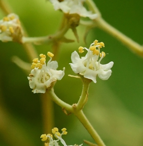 Teak