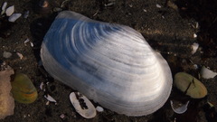 Panopea zelandica image
