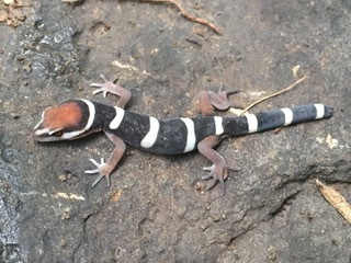 Black Banded Gecko