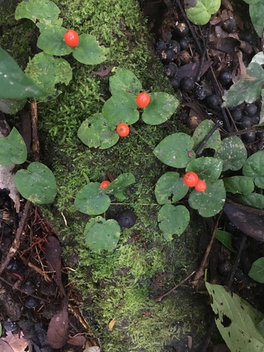 Geophila repens