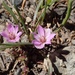 Dwarf Lewisia - Photo (c) catherwoods, all rights reserved, uploaded by catherwoods