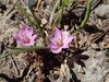 Dwarf Lewisia - Photo (c) catherwoods, all rights reserved, uploaded by catherwoods