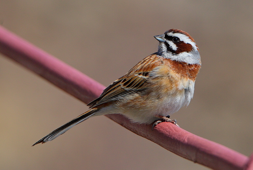 Meadow Bunting (Emberiza cioides)
