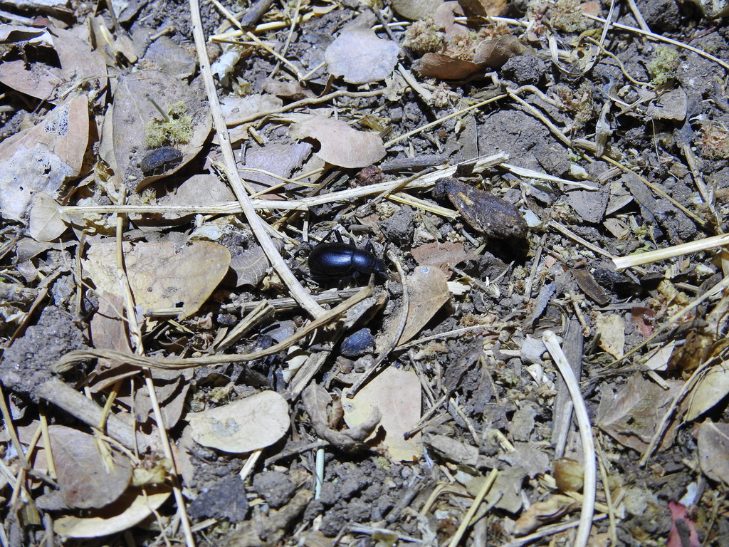 Desert Stink Beetles from San Ignacio, Sinaloa, Mexico on May 2, 2021 ...