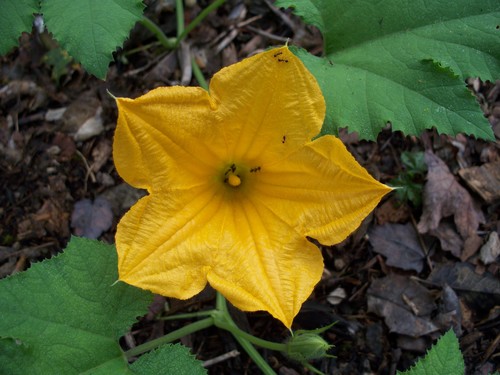 crookneck squash (Cucurbita moschata)
