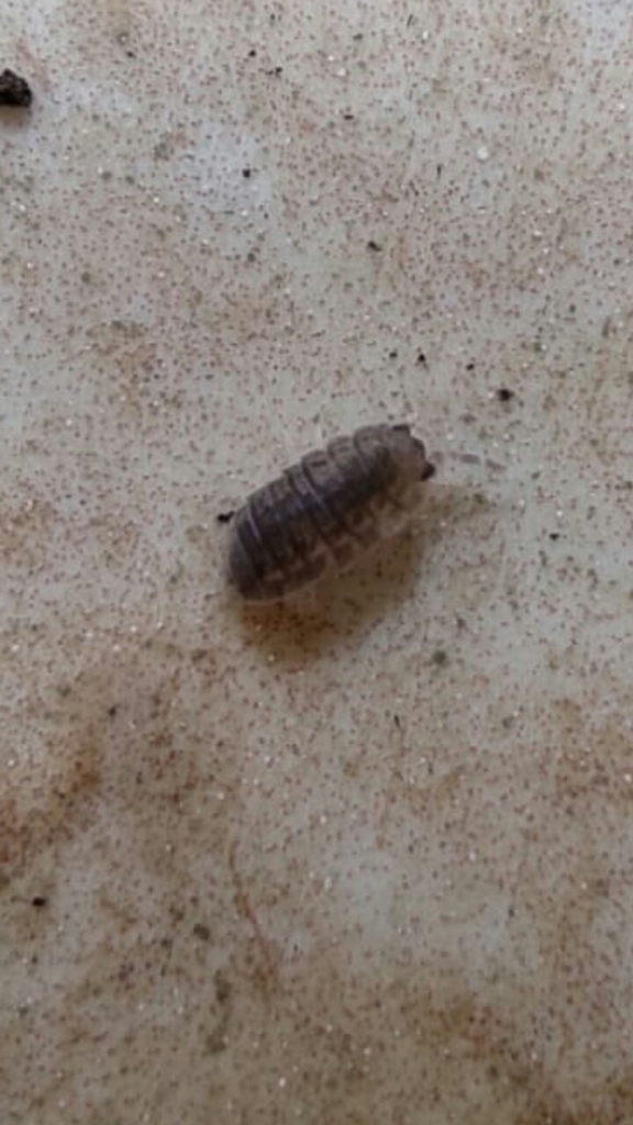 Woolice Rocks Woodlice, Pillbugs, and Rock Slaters from Q 02 - São Sebastião ...