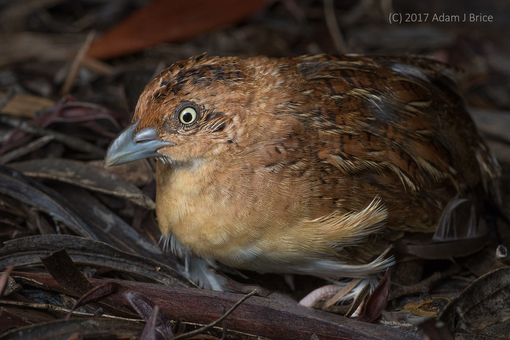 Little Buttonquail photo