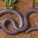 Typical Blind Snakes - Photo (c) Adam Brice, all rights reserved