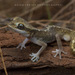 Wheat-belt Stone Gecko - Photo (c) Adam Brice, all rights reserved, uploaded by Adam Brice