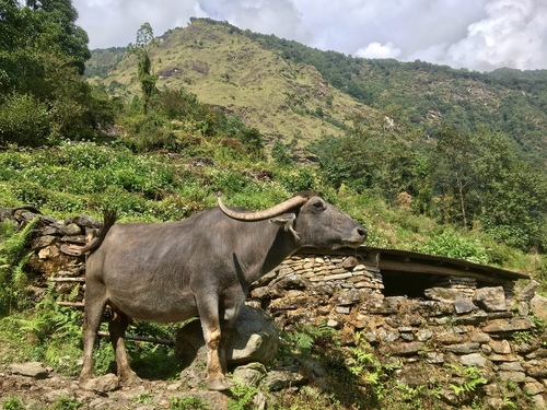 Domestic Water Buffalo