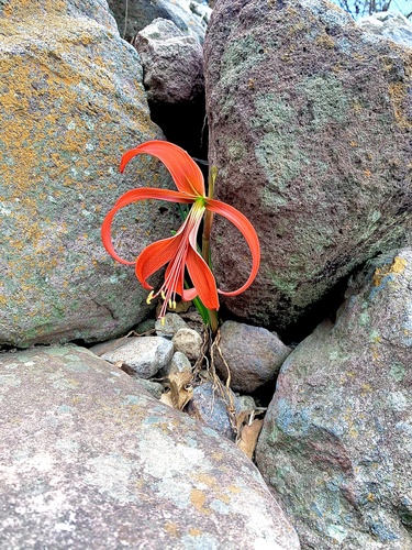 Aztec Lily (Sprekelia formosissima) · iNaturalist