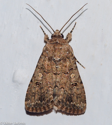 Dark Mottled Willow