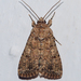 Spodoptera cilium - Photo (c) Valter Jacinto, todos los derechos reservados