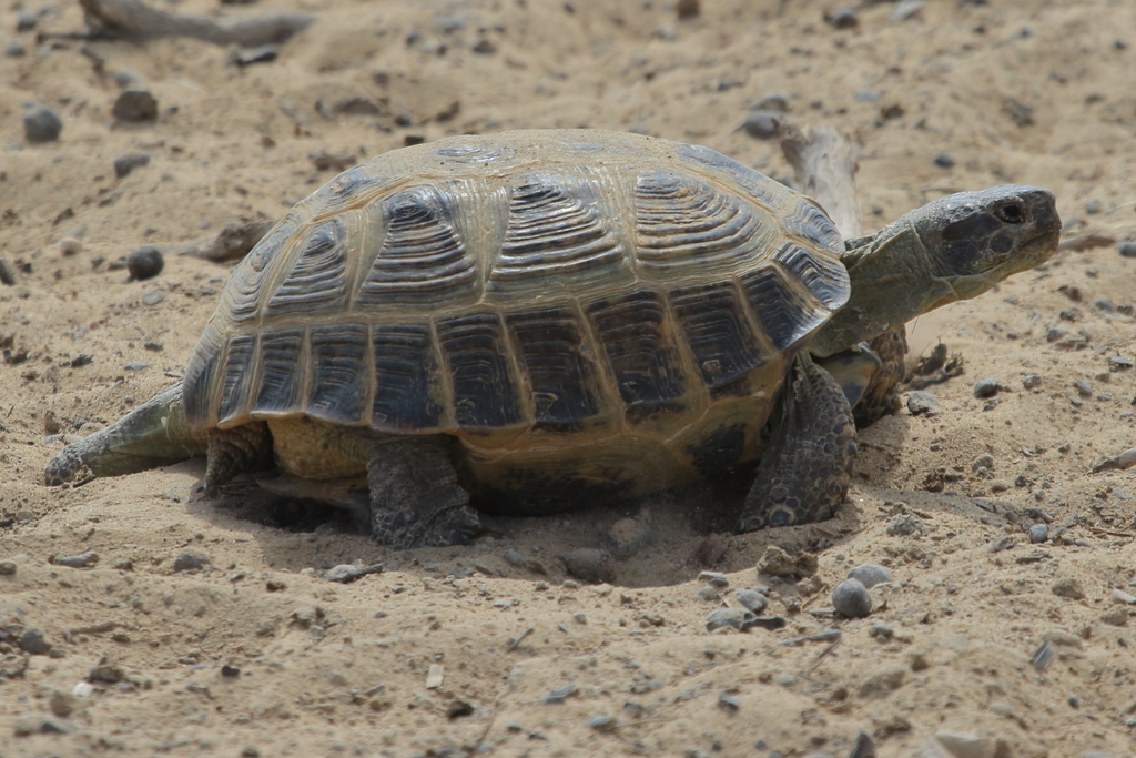 Afghan Tortoise in April 2021 by Fábio Olmos · iNaturalist