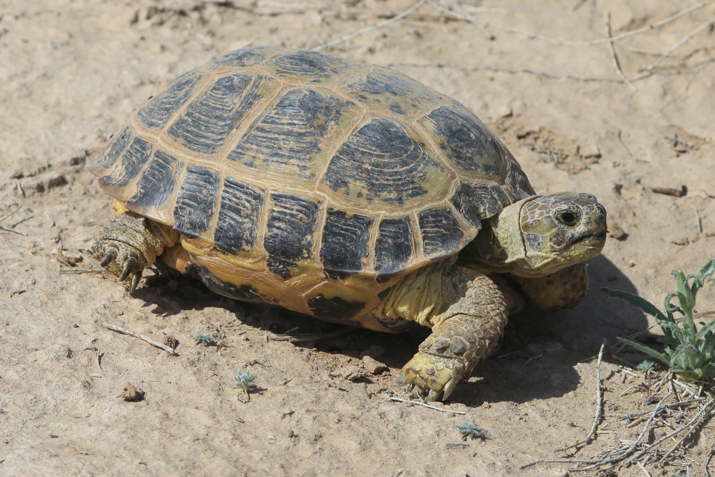 Afghan Tortoise in April 2021 by Fábio Olmos · iNaturalist