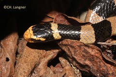 New Caledonian Sea Krait