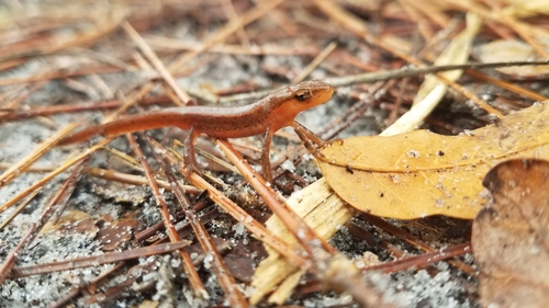 Striped Newt