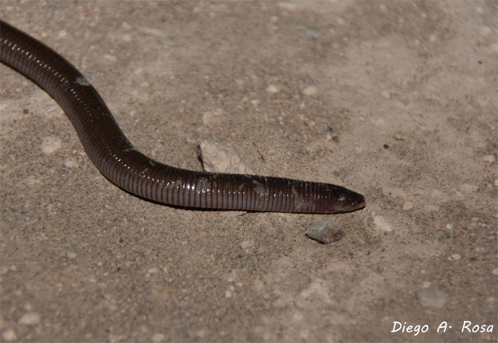 Lead Worm Lizard