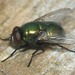 Small False Greenbottle - Photo (c) Rui Andrade, all rights reserved